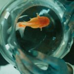 Pesce rosso in un acquario